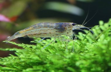 Amano closeup karides