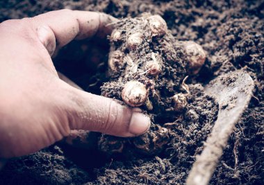 Toprakta aromatik zencefil