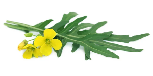 Färsk rucola eller ruccola blad med blommor — Stockfoto