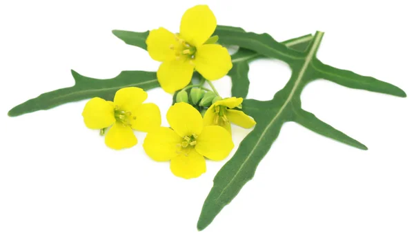 Färsk rucola eller ruccola blad med blommor — Stockfoto
