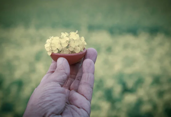 室外的花朵芥末 — 图库照片