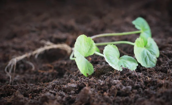 Medicinal thankuni seedling — Stock Photo, Image