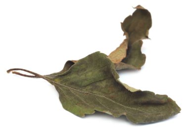 Kutsal fesleğen ya da Mehmet yaprakları kuru