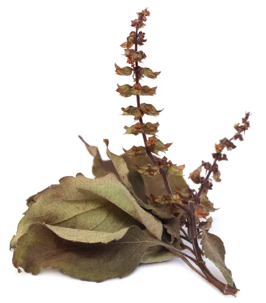 Droge holy basil of tulsi bladeren met bloem — Stockfoto