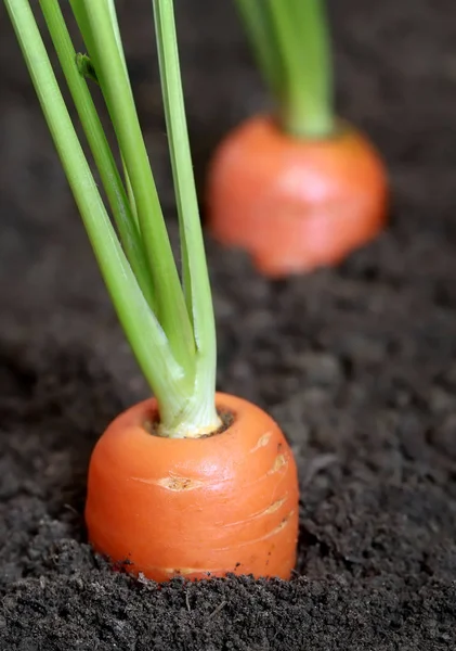 Closeup of Organic carrots — Stock Photo, Image