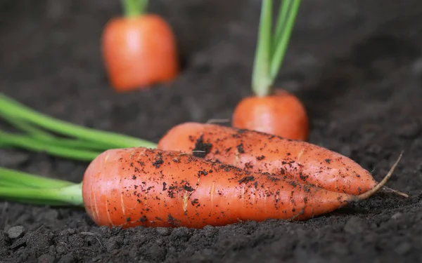 Closeup of Organic carrots — Stock Photo, Image