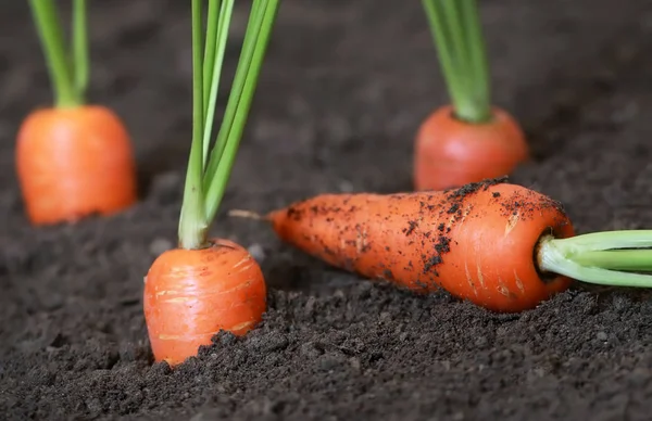 Closeup de cenouras orgânicas — Fotografia de Stock