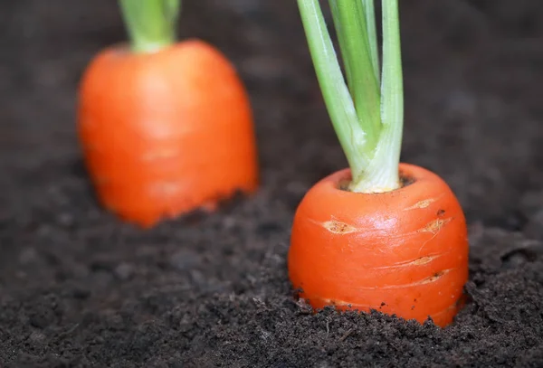 Closeup of Organic carrots — Stock Photo, Image