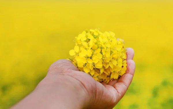 Hand holding mosterd bloemen — Stockfoto