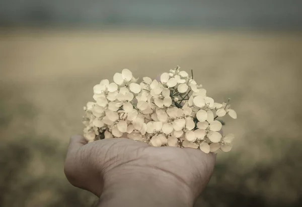 Рука тримає гірчичні квіти — стокове фото