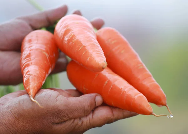 Carrots in hands — Stock Photo, Image