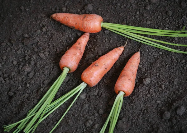 Organic carrots in the garden — Stock Photo, Image