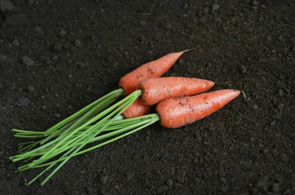Organic carrots in the garden — Stock Photo, Image