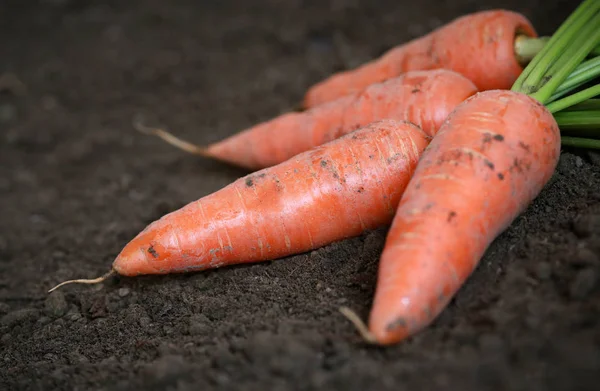 Organic carrots in the garden — Stock Photo, Image