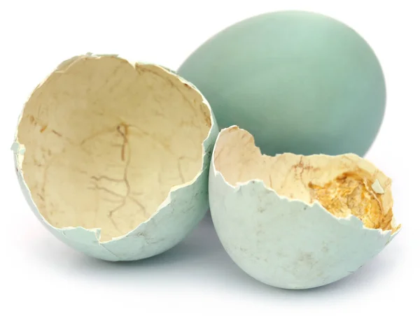 연못 헤론의 계란 — 스톡 사진