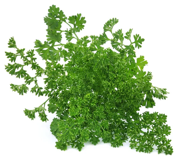 Parsley over white background — Stock Photo, Image