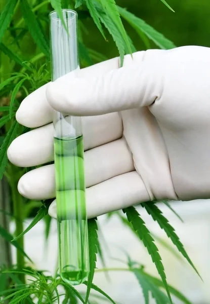 Cannabis extract in test tube — Stock Photo, Image