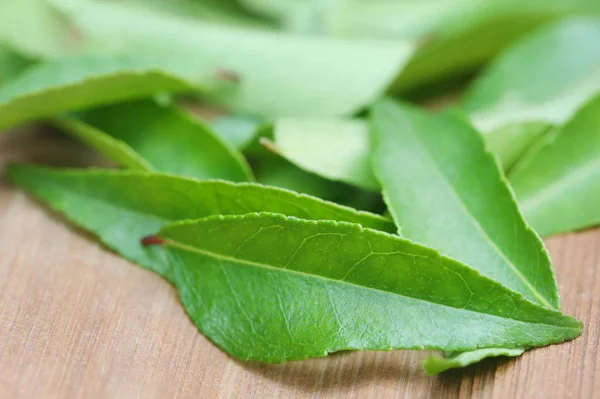 Close-up van Curry bladeren — Stockfoto