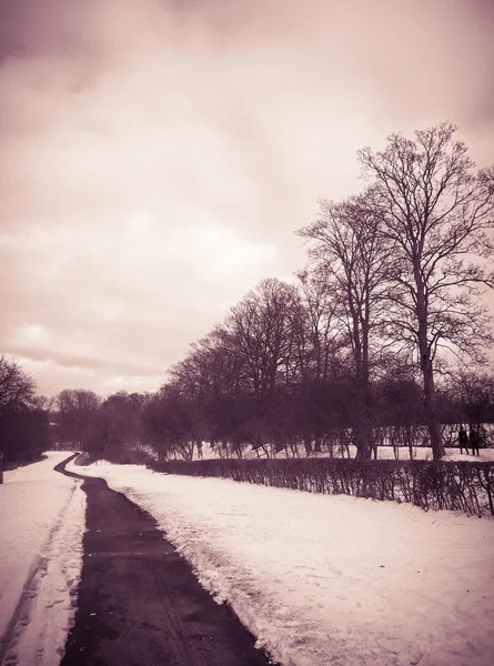 Weg bij besneeuwde omgeving — Stockfoto