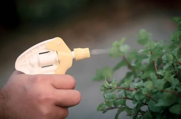 Spraying insecticide in a garden — Stock Photo, Image