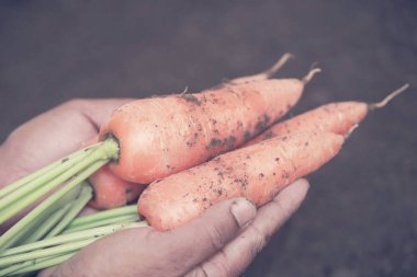 Organik havuç yakın çekim