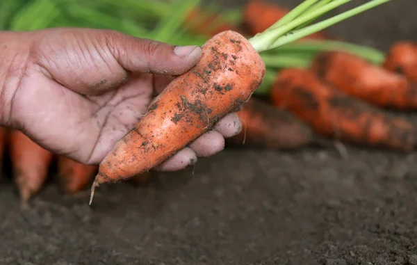 Bliska organicznej marchwi — Zdjęcie stockowe