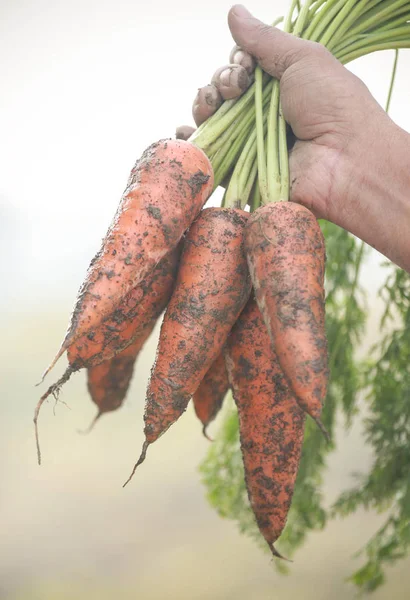 Close up de cenouras orgânicas — Fotografia de Stock