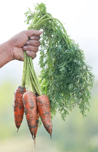 Close up de cenouras orgânicas — Fotografia de Stock