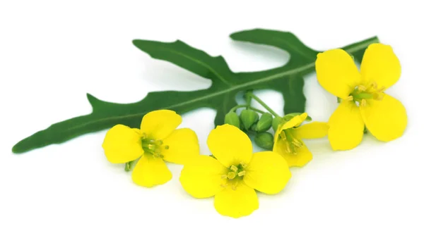 Frische Rucola oder Rucola-Blätter mit Blüten — Stockfoto