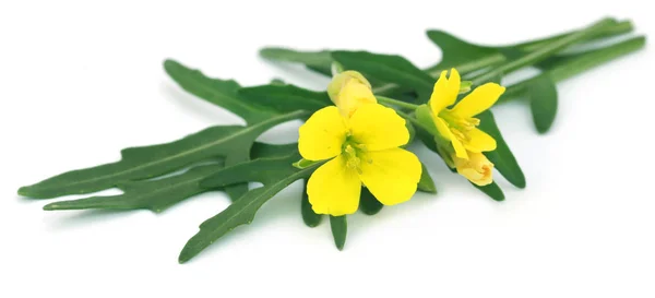 Folhas de rúcula ou de rúcula, frescas, com flor — Fotografia de Stock