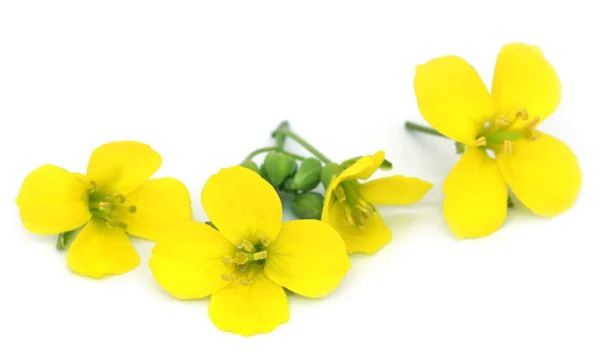 Färsk rucola eller rucola blommor — Stockfoto