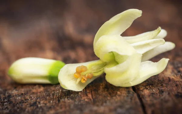 Съедобный цветок моринги — стоковое фото