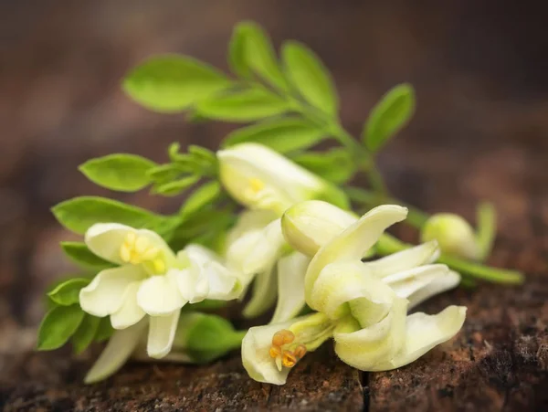 Flores comestibles de moringa con hojas verdes —  Fotos de Stock