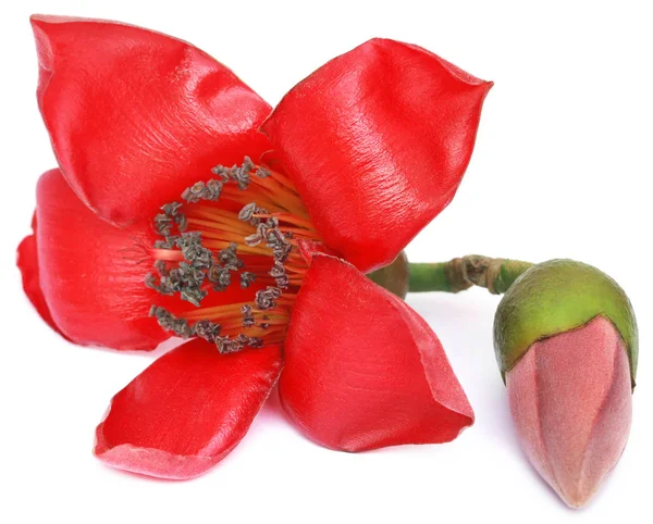 Bombax Ceiba oder Seide Baumwollblume — Stockfoto