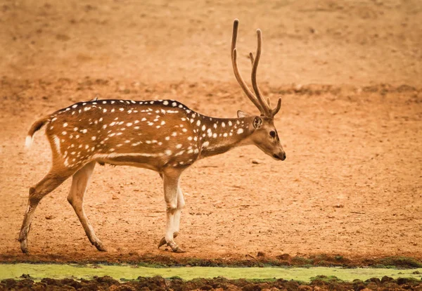 Single spotted deer — Stock Photo, Image