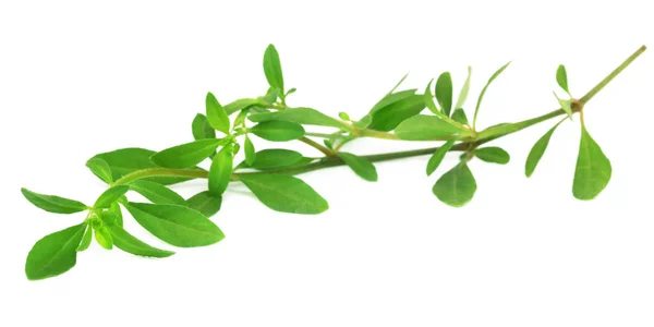 Close up of Thyme leaves — Stock Photo, Image