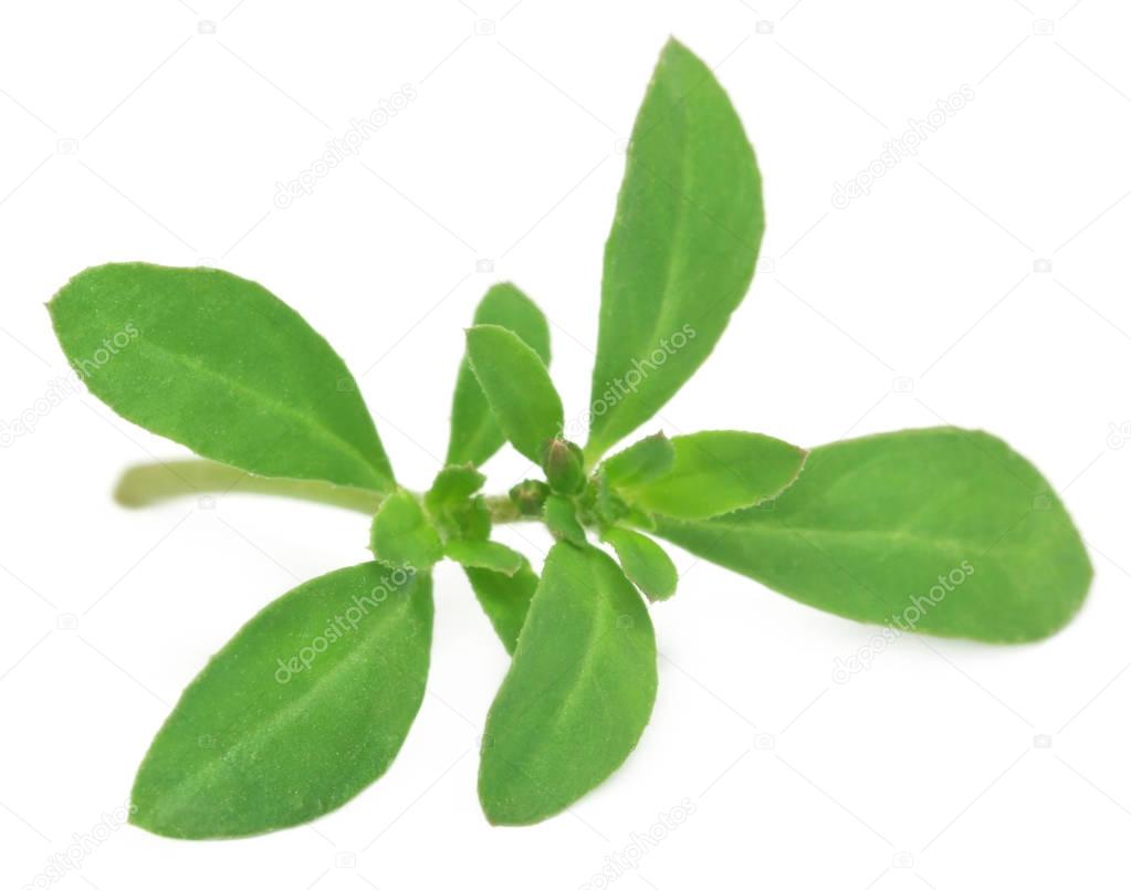 Close up of Thyme leaves