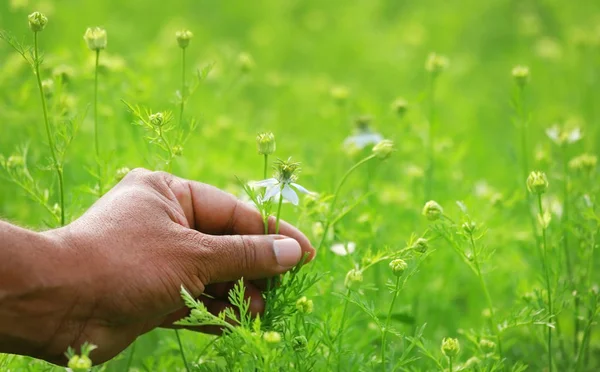 Hand hält ayurvedische Nigella-Blume — Stockfoto
