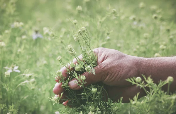 Mano tenuta ayurvedica nigella fiore — Foto Stock