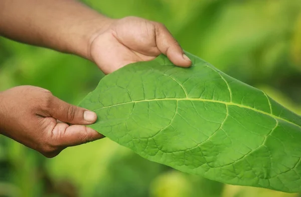 Mão segurando folha de tabaco verde — Fotografia de Stock