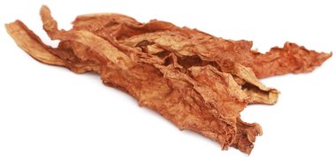 Kuru tütün yaprakları