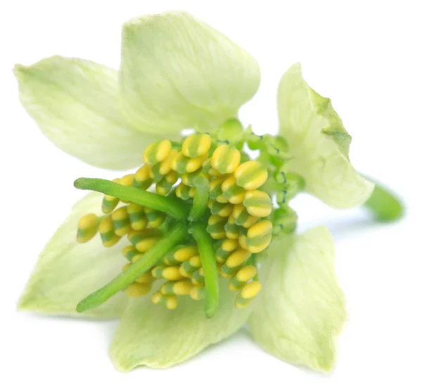Fiore di nigella ayurvedica — Foto Stock