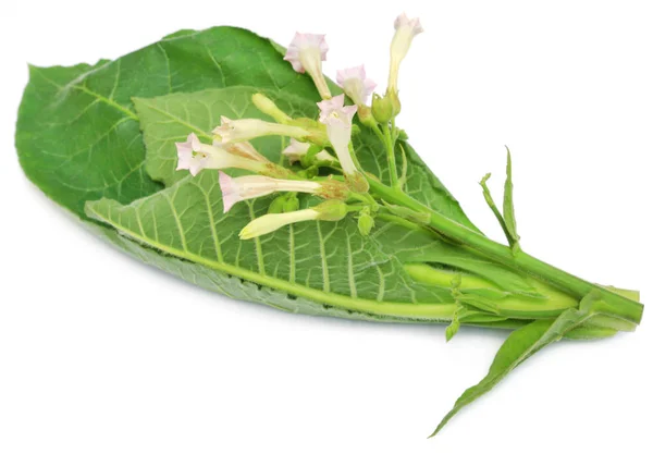 Close up van tabak bloemen — Stockfoto
