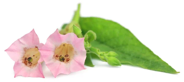 Primer plano de la flor del tabaco — Foto de Stock