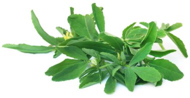 Close up of Fenugreek leaves clipart