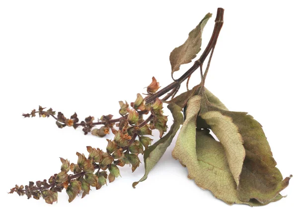 Feuilles sèches de basilic sacré ou de tulsi avec fleur — Photo