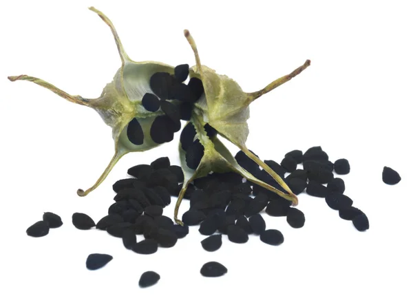 Nigella seeds from pod — Stock Photo, Image