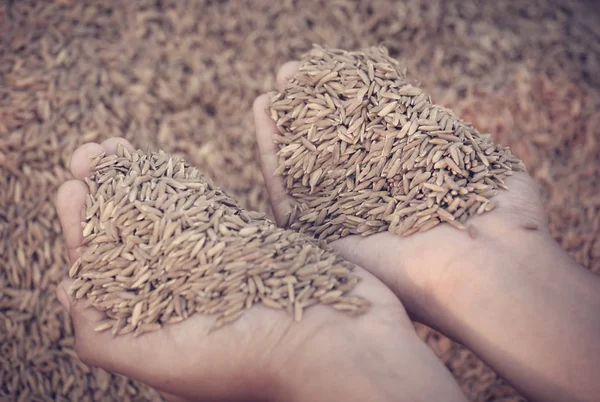 Mano sosteniendo semillas de arroz —  Fotos de Stock