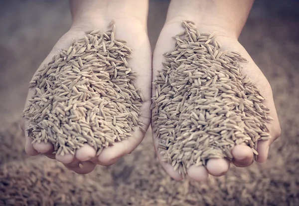 Mano sosteniendo semillas de arroz —  Fotos de Stock