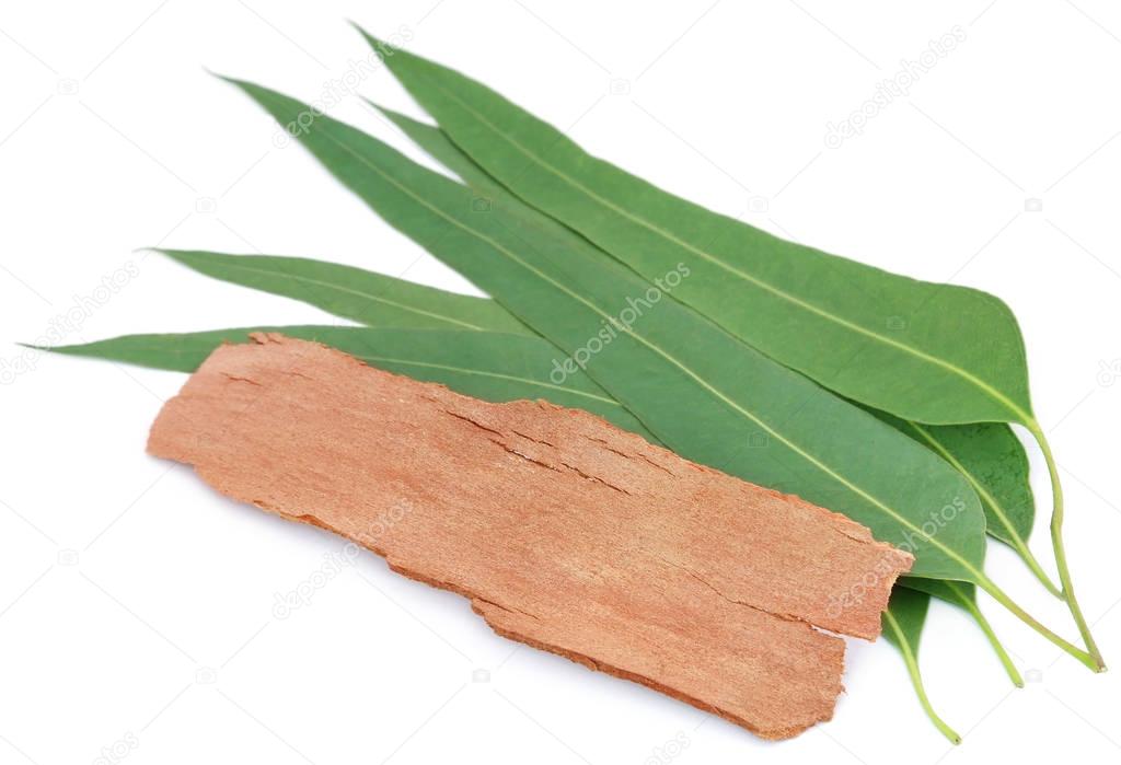 Eucalyptus leaves with bark